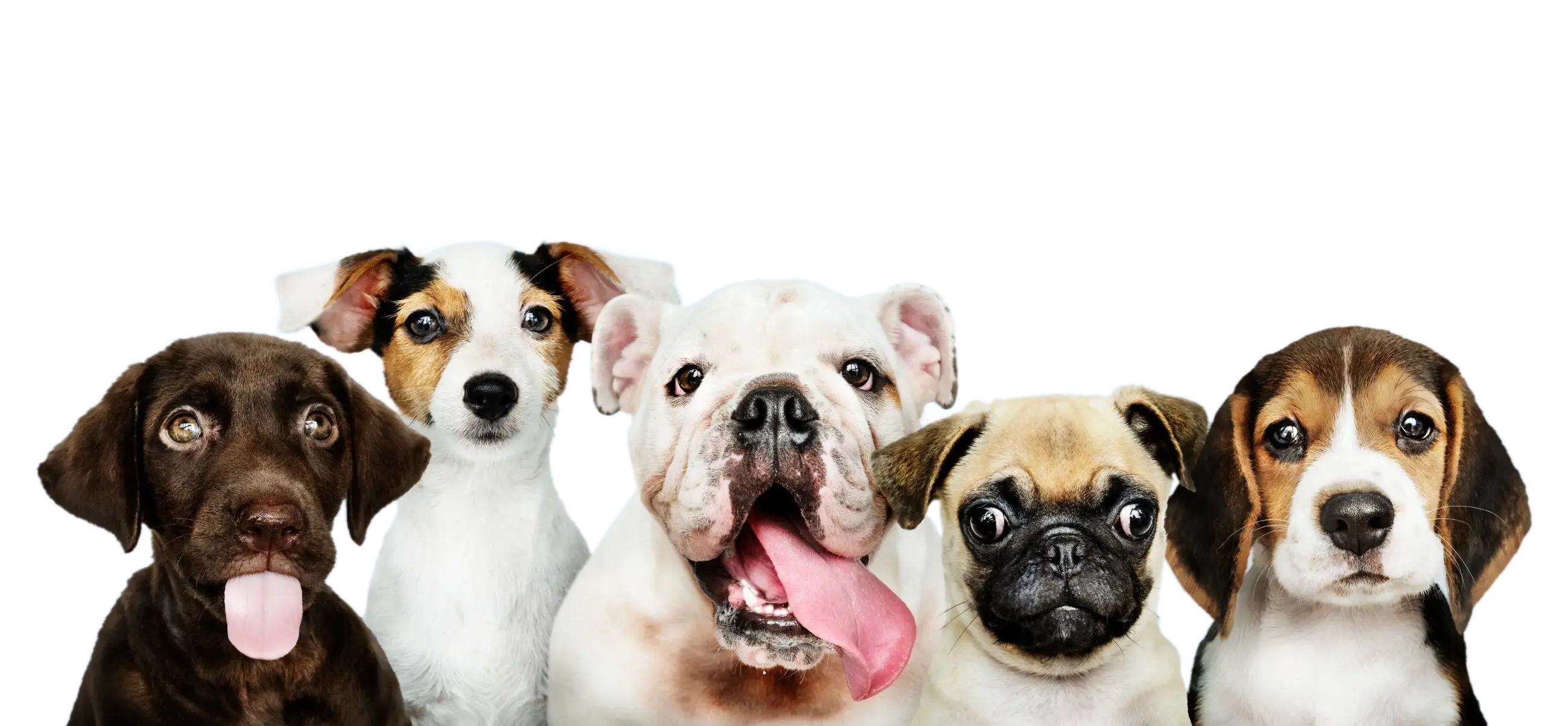 home page banner